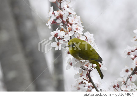 White-eye White-eye 63164904