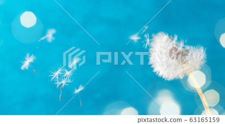 White dandelion on blue 63165159