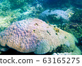 海照片 63165275