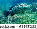 海照片 63165282