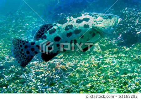 海照片 海照片 63165282