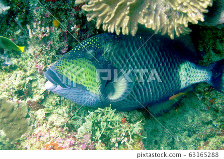 海照片 海照片 63165288