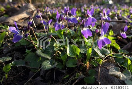 Violets (Viola Odorata) In A Forest 63165951