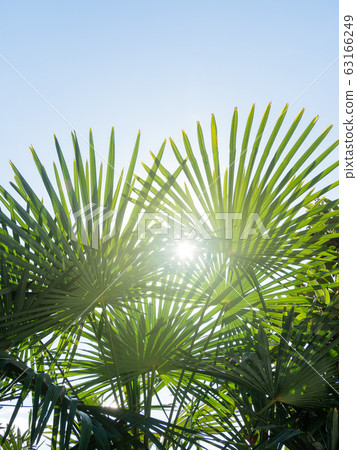 Sun shines on palm tree leaves. Tropical tree with fresh green foliage. Sun shines on palm tree leaves. Tropical tree with fresh green foliage. 63166249