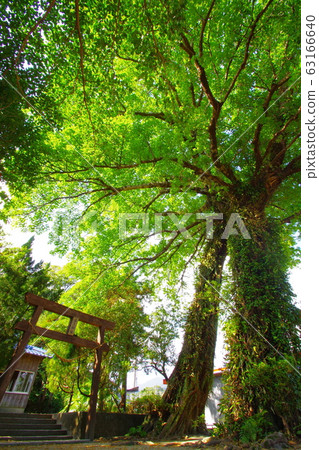 Couple Akou Tree Couple Akou Tree 63166640