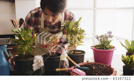 Young gardener man trimming seedling branch in flowerpot in the room. Young gardener man trimming seedling branch in flowerpot in the room. 63167322