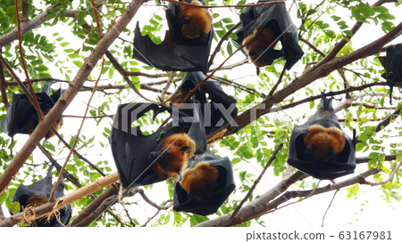 Group of flying foxes clinging to branches in the forest. 63167981
