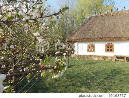 Blooming cherry orchard in the Ukrainian village. 63168757