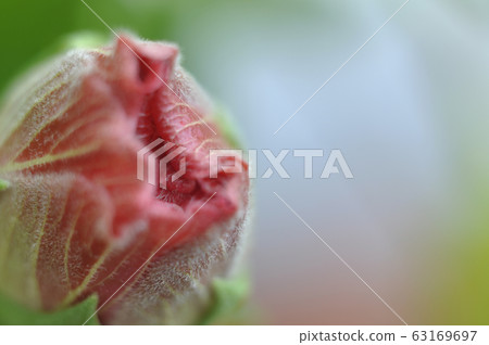 Hibiscus rosa-sinensis or is a genus of flowering plants in the mallow family, Malvaceae. It was a Malaysian national flower call Bunga Raya. 63169697