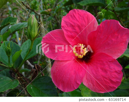 Hibiscus rosa-sinensis or is a genus of flowering plants in the mallow family, Malvaceae. It was a Malaysian national flower call Bunga Raya. Hibiscus rosa-sinensis or is a genus of flowering plants in the mallow family, Malvaceae. It was a Malaysian national flower call Bunga Raya. 63169714