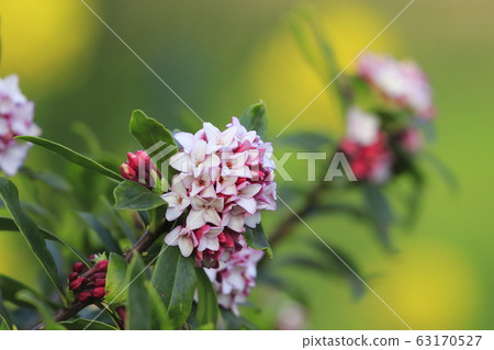 Daphne flowers background Daphne flowers background 63170527