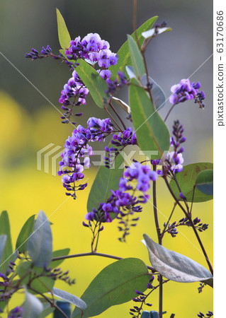 Hardenbergia(小町紫藤) Hardenbergia(小町紫藤) 63170686