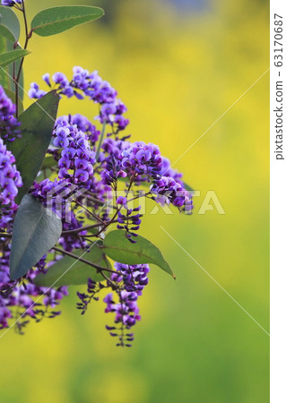 Hardenbergia(小町紫藤) Hardenbergia(小町紫藤) 63170687