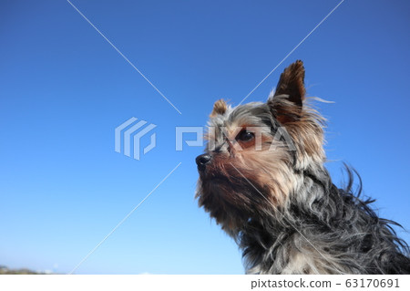 Yorkshire terrier and blue sky 63170691
