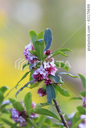 Daphne flowers background Daphne flowers background 63170699