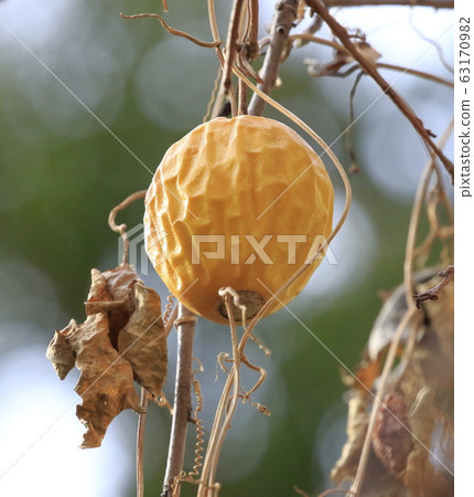 Yellow crow melon Yellow crow melon 63170982
