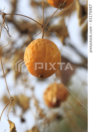 Yellow crow melon Yellow crow melon 63170987