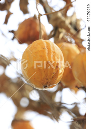 Yellow crow melon 63170989