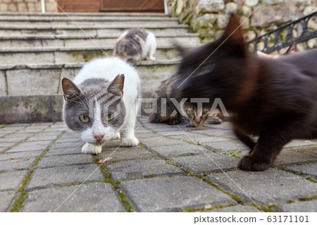Homeless cats near restaurant in Istanbul, Turkey. 63171101