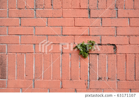 Texture of brickwork with a plant element. Texture of brickwork with a plant element. 63171107