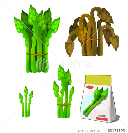 Set of stages of life of a agricultural plant green asparagus isolated on white background. Paper packaging for storage of seeds. Vector cartoon close-up illustration. Set of stages of life of a agricultural plant green asparagus isolated on white background. Paper packaging for storage of seeds. Vector cartoon close-up illustration. 63171195