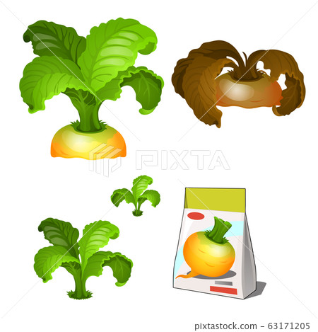 Set of stages of life of a agricultural plant turnip isolated on white background. Paper packaging for storage of seeds. Vector cartoon close-up illustration. Set of stages of life of a agricultural plant turnip isolated on white background. Paper packaging for storage of seeds. Vector cartoon close-up illustration. 63171205