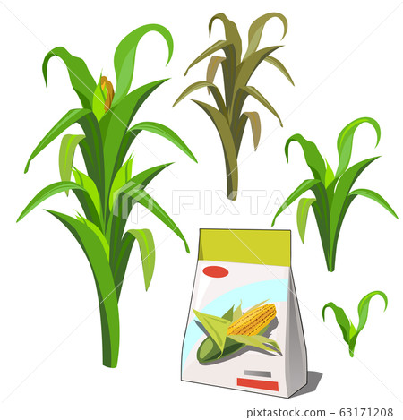 Set of stages of life of a agricultural plant corn isolated on white background. Paper packaging for storage of seeds. Vector cartoon close-up illustration. Set of stages of life of a agricultural plant corn isolated on white background. Paper packaging for storage of seeds. Vector cartoon close-up illustration. 63171208