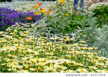 瑪格麗特在花壇 63171419