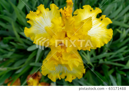 鳶尾花 鳶尾花 63171488