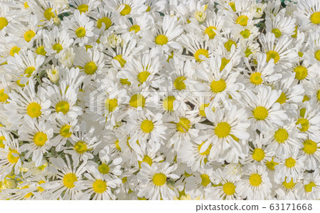 colorful daisy flower for background 63171668