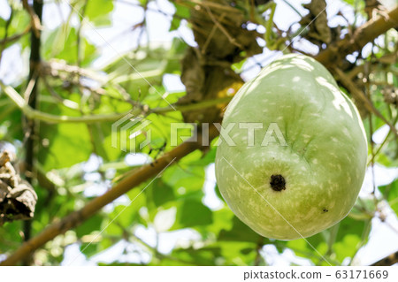 winter melon on tree with organic agriculture 63171669