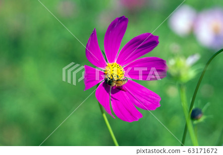 yellow bubble bee drinking honey on pollen yellow bubble bee drinking honey on pollen 63171672