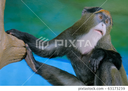 Funny monkey sitting in the tree Funny monkey sitting in the tree 63173239