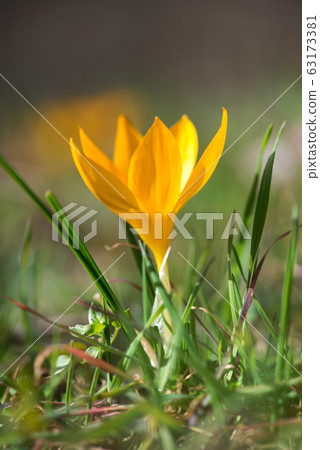 Flowering crocuses in spring forest Flowering crocuses in spring forest 63173381
