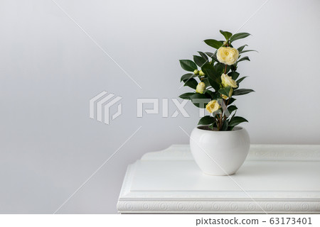 Flowering camellia in a white pot  63173401