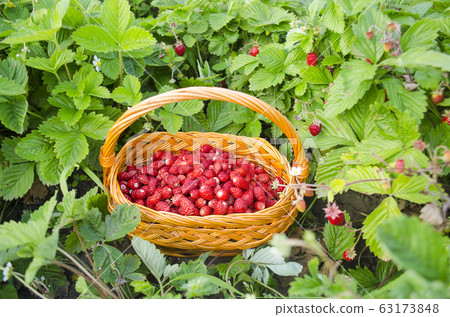 Basket with fresh wild strawberries Basket with fresh wild strawberries 63173848