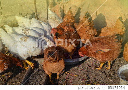 Free range living chicken on farm. Hens roam 63173954