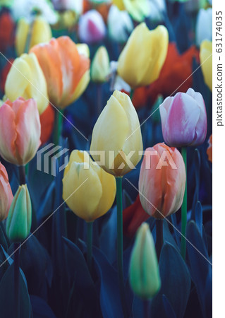 Dutch flower fields Dutch flower fields 63174035