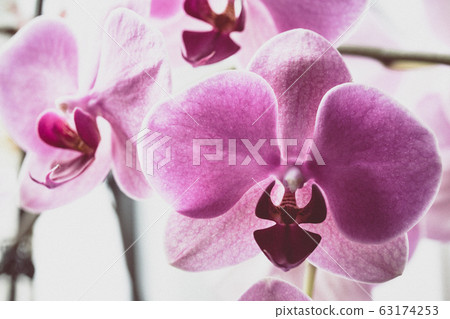 background of orchid flowers 63174253