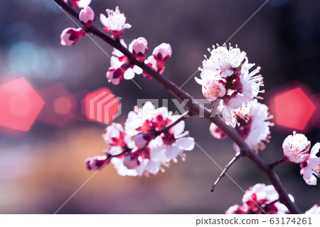 tree branch with buds background 63174261