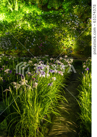 [Iris / Odawara Castle / Light up] 63174378