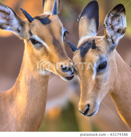 Young Impalas grooming sweetly insta Young Impalas grooming sweetly insta 63174386