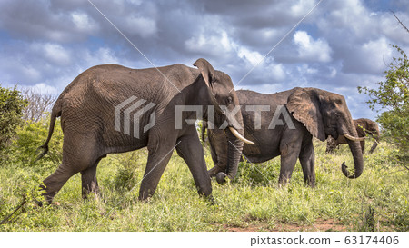 Three African Elephants walking 63174406