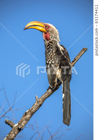 Southern yellow billed hornbill against blue sky 63174411