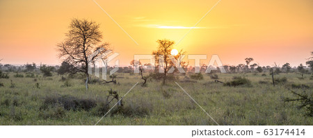 Sunrise over savanna 63174414
