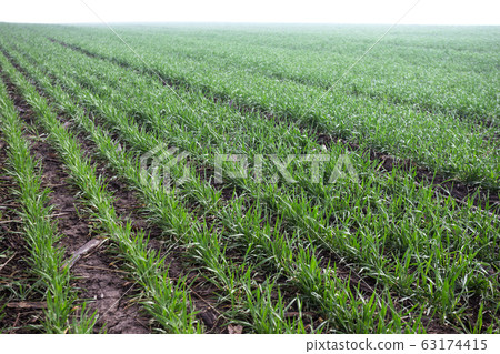 wheat field in early spring. first shoots 63174415