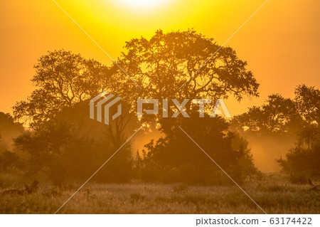 Savanna Orange morning light on S100 Kruger Savanna Orange morning light on S100 Kruger 63174422