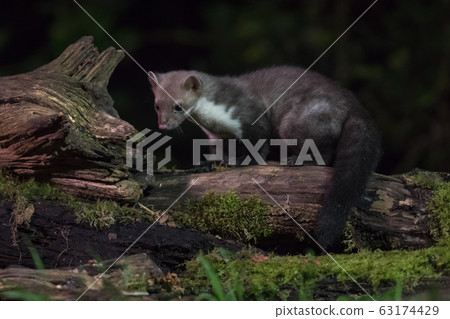 Shy Beech marten at night 63174429