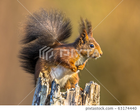 Red squirrel looking alert Red squirrel looking alert 63174440