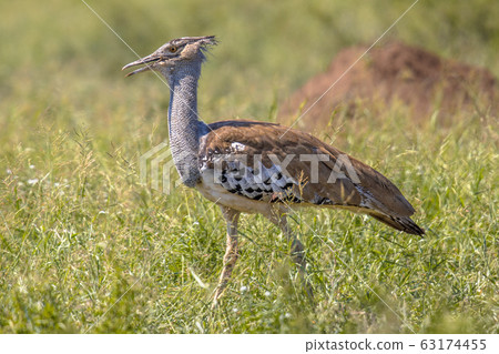 Kori bustard walking Kori bustard walking 63174455